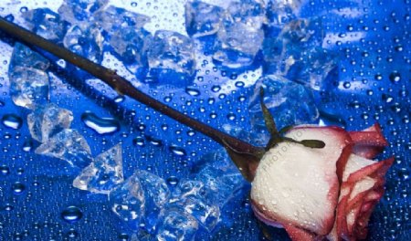 冰水中玫瑰图片