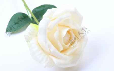 白玫瑰静物摄影图片