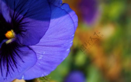 紫色三色堇花瓣图片