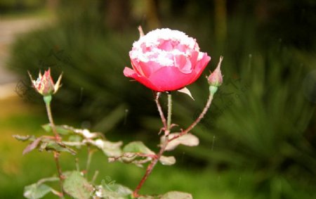 雪玫瑰红色图片