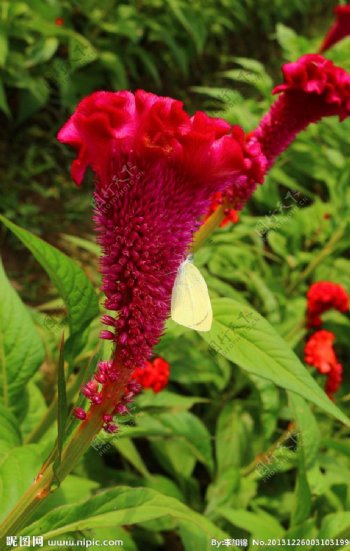 鸡冠花中小蝴蝶图片