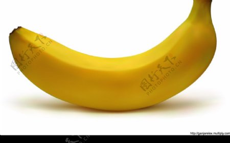 超逼真矢量系列香蕉图片