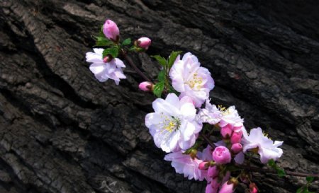 白色粉色五月桃花图片