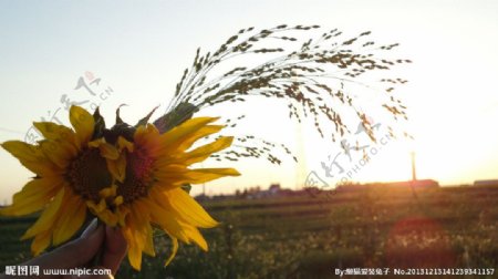 夕阳向日葵图片