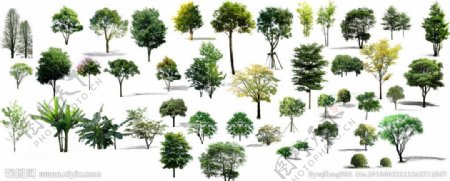 绿化景观树素材图片