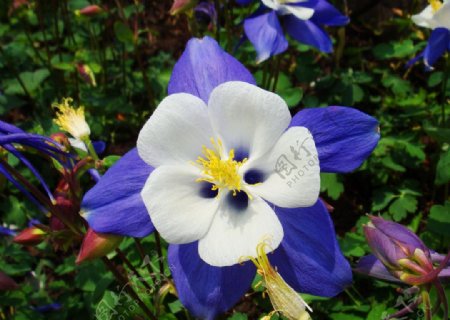 耧斗菜猫爪花图片