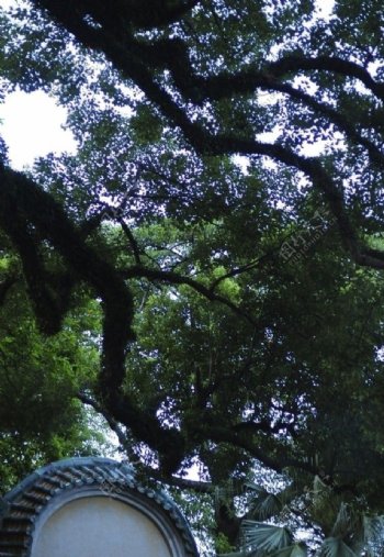 西山寺的古树图片