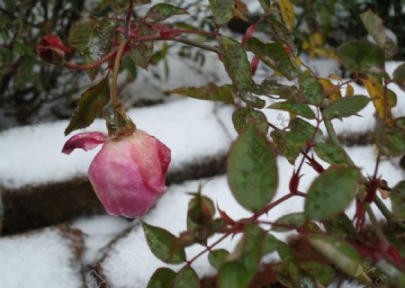 大雪中的花图片