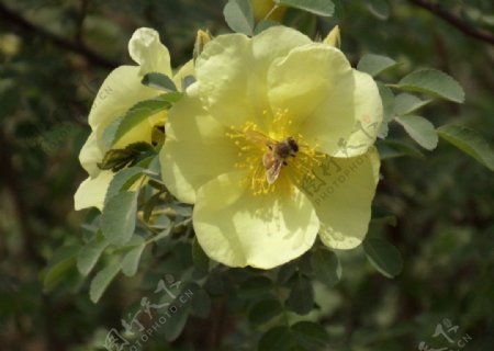 蜜蜂与植物图片