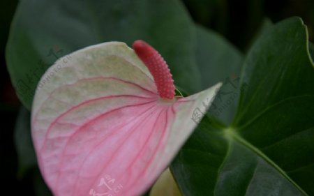 一瓣花图片