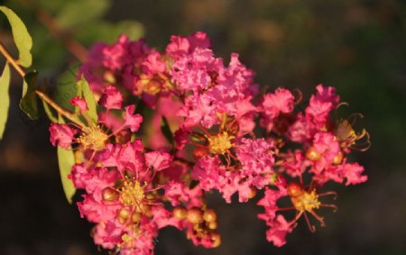 粉红色紫薇花图片