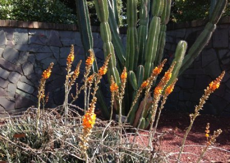 沙漠植物花图片
