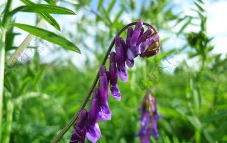 光叶紫花苕图片