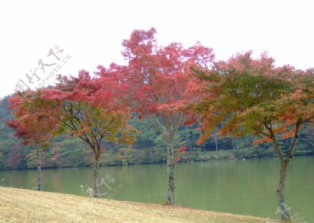 秋日紅葉图片