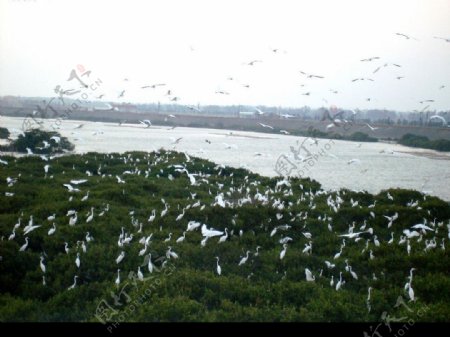 八掌溪河口鷺鷥林图片