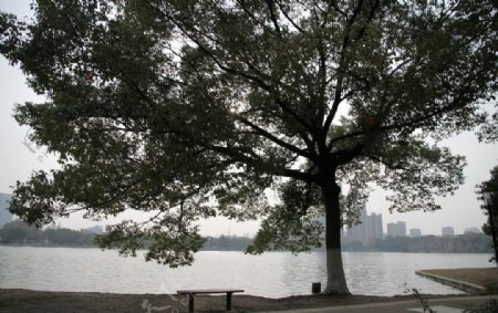 自己拍的公园湖边大树图片