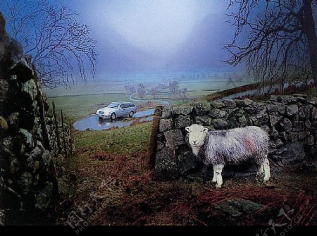 羊与车图片
