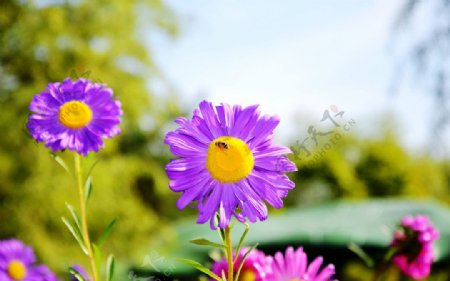 紫菊花与蜜蜂图片