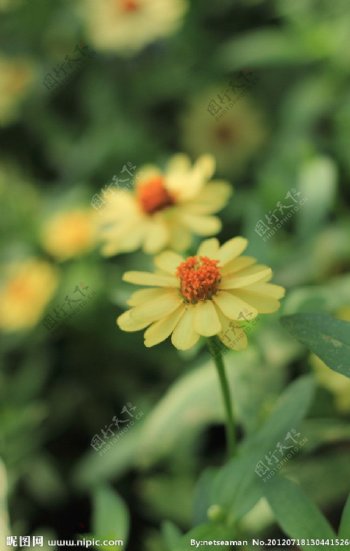 淡黄的小菊花图片