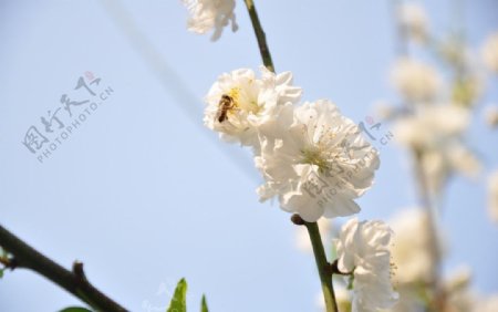 白色桃花与蜜蜂图片