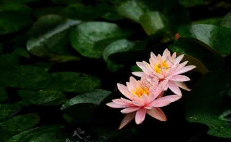 雨后睡莲图片