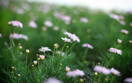 繁花图片