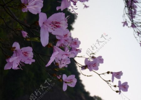 紫鹃图片