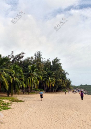 椰树沙滩图片