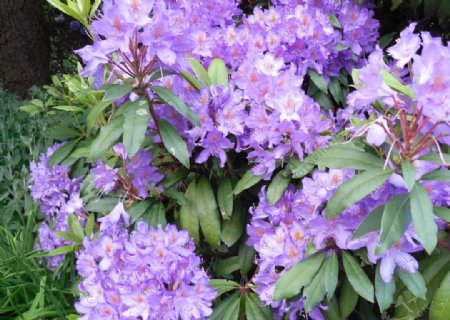 蜜蜂与紫色花朵图片
