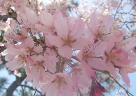 唯美樱花盛开摄影照片图片