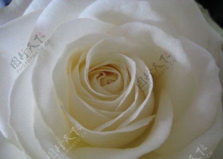 纯洁的白玫瑰图片