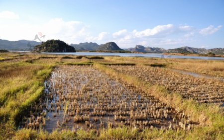 云南海丰湿地稻田图片