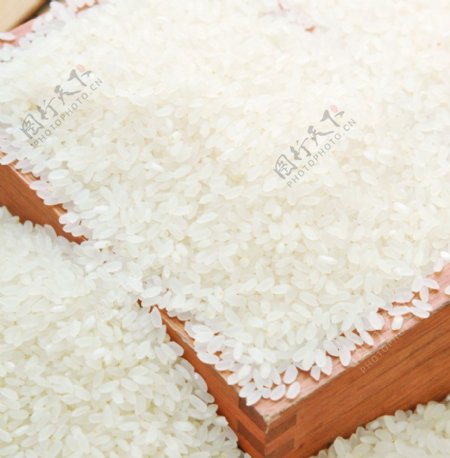 珍珠米图片