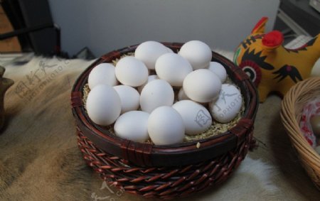白凤乌鸡蛋图片