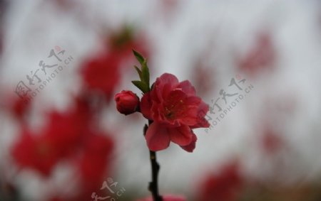 红色桃花图片