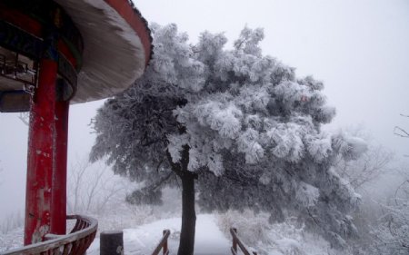 渑池韶山雪韶山雪图片