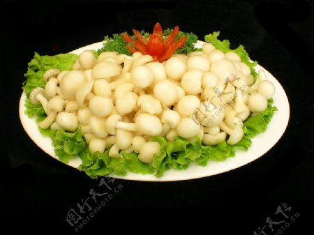 白王菇图片