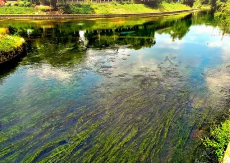桂林河中水草倒影图片