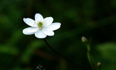 白色小花图片