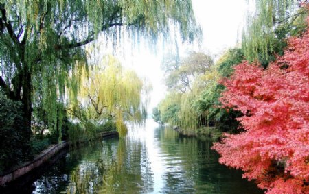红枫江水美景图片