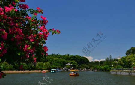 湖面之花图片