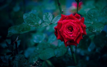 雨后玫瑰图片