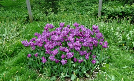 紫色郁金香花团图片