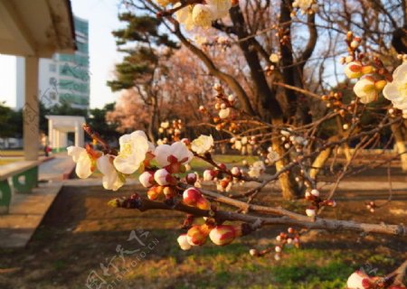 花醉夕阳红图片