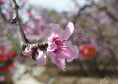 桃花图片