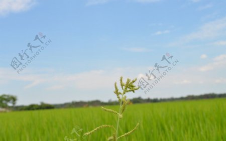 田园稻谷图片