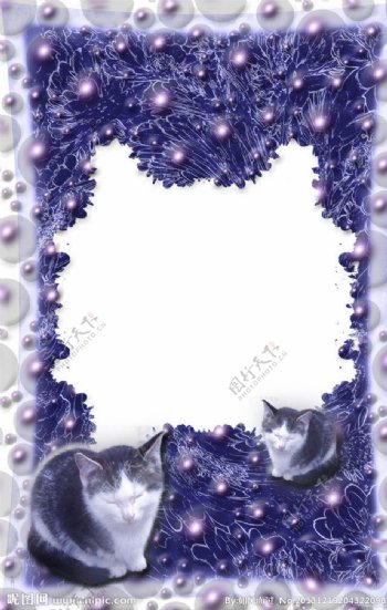 紫色猫咪相框图片