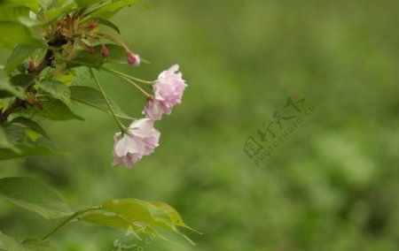 樱花探春图片