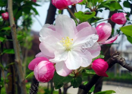 高清漂亮的粉色的苹果花图片