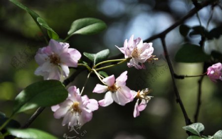 那些花图片